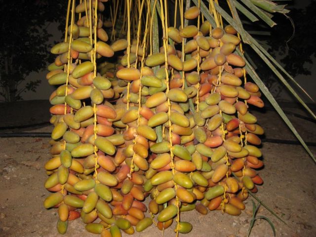 i/Family/Djerba/Safari - Djerba 2009 207.jpg_640.jpg